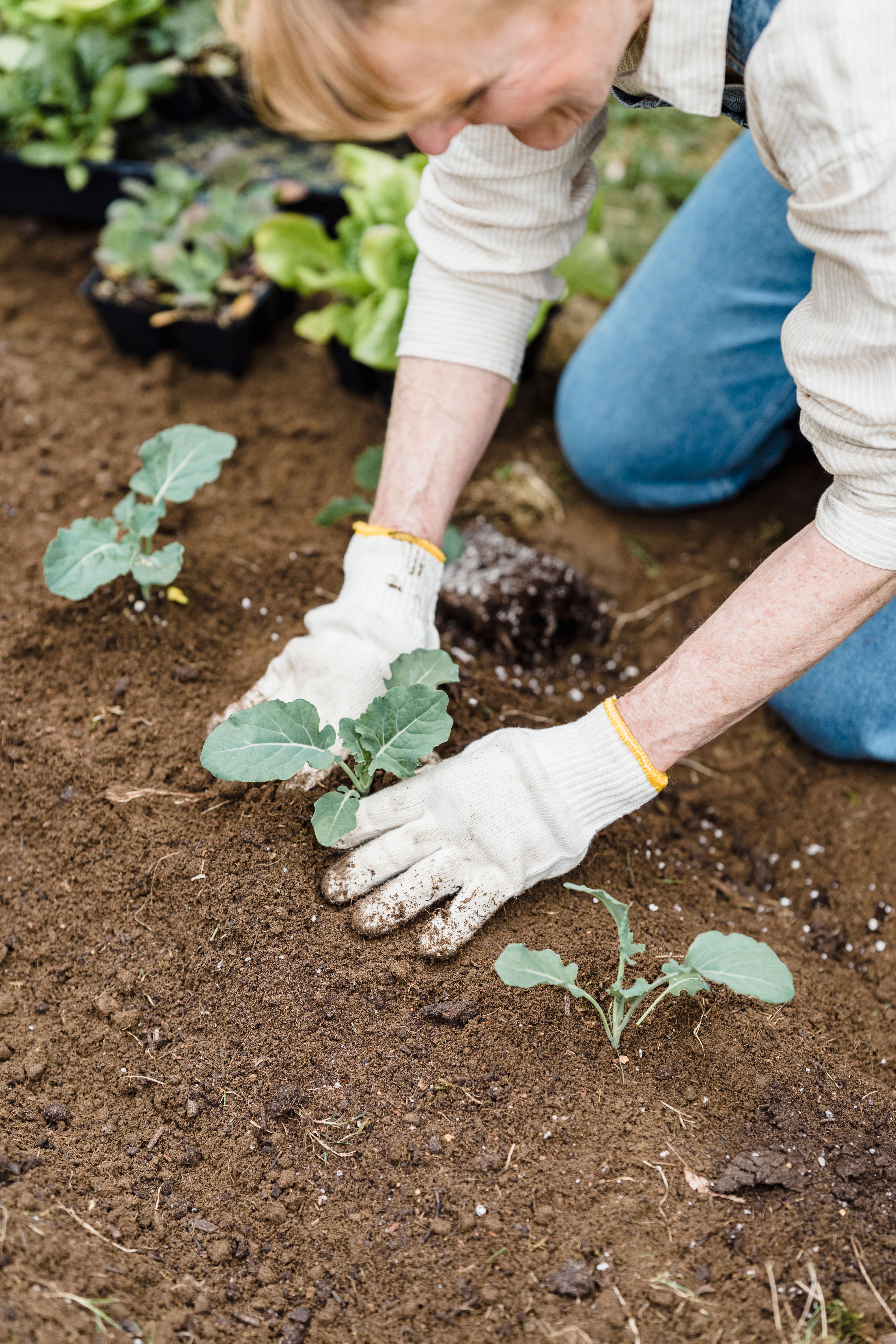 A woman planting vegetable seedlings in a garden