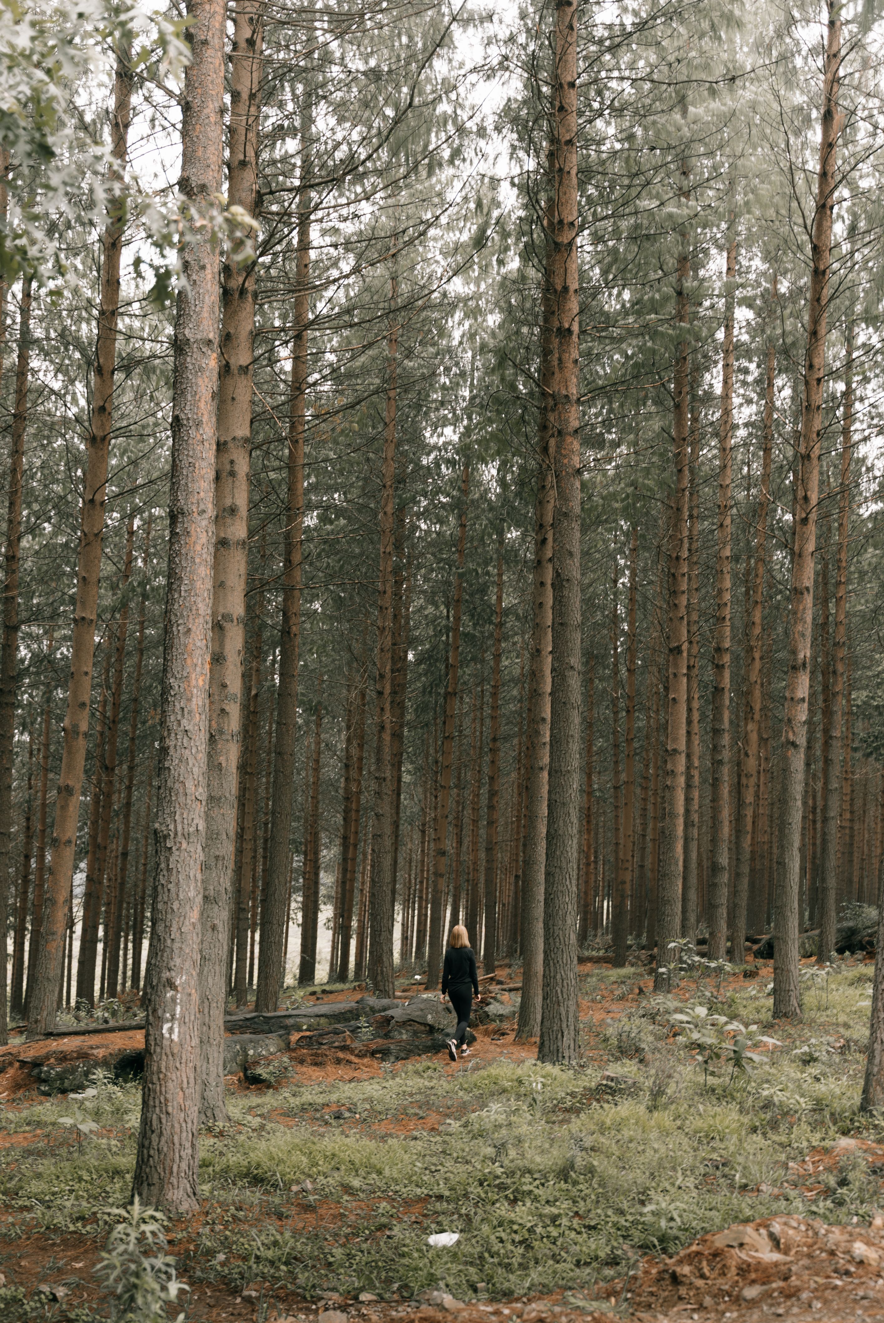 A woman walking alone through a tall pine forest